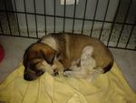 Puppy For Adoption 小狗待领养 - Mixed Breed Dog