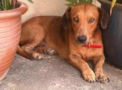 Cute Dachshund Mix - Dachshund Dog