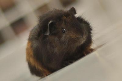 Guine Pig - Guinea Pig Small & Furry