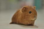 Guine Pig - Guinea Pig Small & Furry