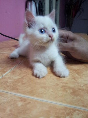 Jimmy - Persian + Scottish Fold Cat