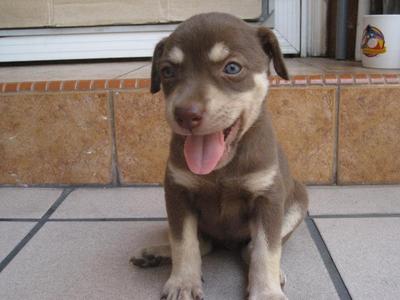 Brownie - Collie Mix Dog