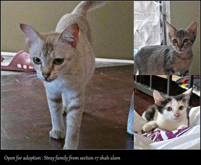 A Mom &amp; Her 2 Kitten - Domestic Short Hair Cat