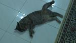 Siti - Domestic Short Hair Cat