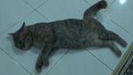 Siti - Domestic Short Hair Cat