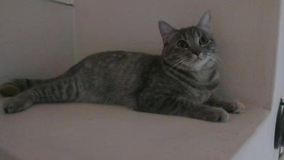 Siti - Domestic Short Hair Cat