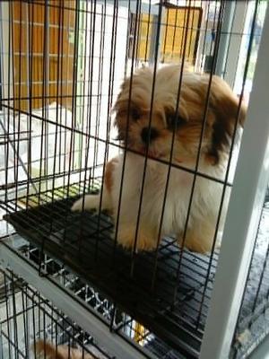 Shih Tzu Puppy - Shih Tzu Dog