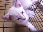 White Kitten #1