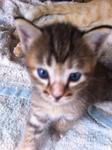 Mixed Color Kitten #2