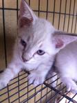 White Kitten #7 (ADOPTED)