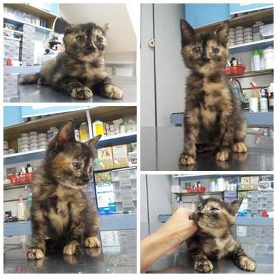 Tortie Kitten For Adoption - Domestic Medium Hair Cat