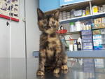 Tortie Kitten For Adoption - Domestic Medium Hair Cat