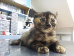 Tortie Kitten For Adoption - Domestic Medium Hair Cat