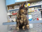 Tortie Kitten For Adoption - Domestic Medium Hair Cat