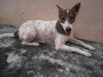 Lassi - Mixed Breed Dog