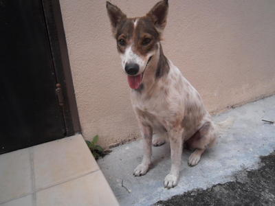 Lassi - Mixed Breed Dog