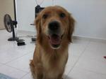 Gigi - Golden Retriever Dog