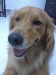 Gigi - Golden Retriever Dog