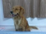 Gigi - Golden Retriever Dog