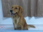 Gigi - Golden Retriever Dog