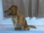 Gigi - Golden Retriever Dog