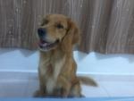 Gigi - Golden Retriever Dog