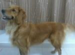 Gigi - Golden Retriever Dog