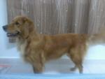 Gigi - Golden Retriever Dog