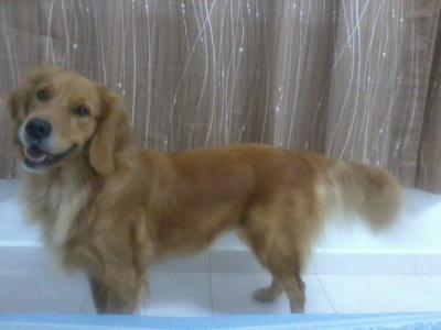 Gigi - Golden Retriever Dog