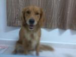 Gigi - Golden Retriever Dog