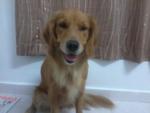 Gigi - Golden Retriever Dog