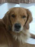 Gigi - Golden Retriever Dog