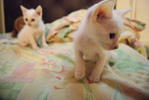 Peach And Playgirl - Domestic Short Hair Cat