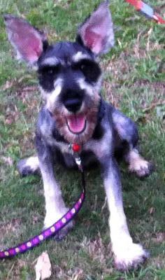 Snowy - Schnauzer Dog