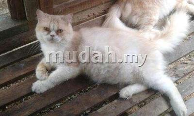 King - Persian + Domestic Long Hair Cat