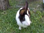 Mini Rex Bunny For Sale - Mini Rex Rabbit