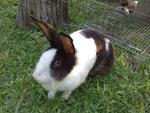 Mini Rex Bunny For Sale - Mini Rex Rabbit