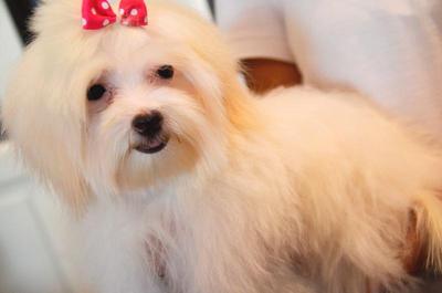 Maltese - Mini Size - Maltese Dog