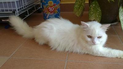 Tommy - Persian Cat