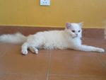 Tommy - Persian Cat