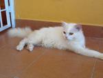 Tommy - Persian Cat