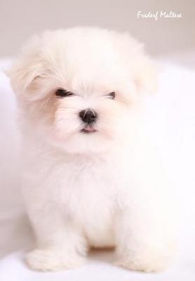 Korean Bloodline Maltese Puppy - Maltese Dog