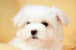 Korean Bloodline Maltese Puppy - Maltese Dog