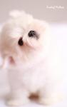 Korean Bloodline Maltese Puppy - Maltese Dog