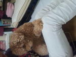 Toy Poodle  - Poodle Dog