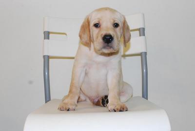 Hero , Captain &amp; Black Hawk - Labrador Retriever Dog