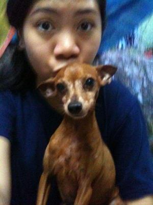 Jingo Bell - Miniature Pinscher Dog