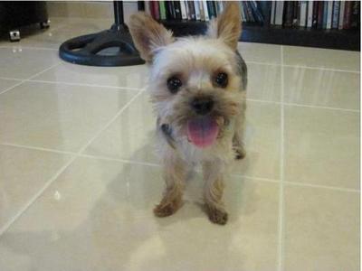 Skippy - Yorkshire Terrier Yorkie Dog