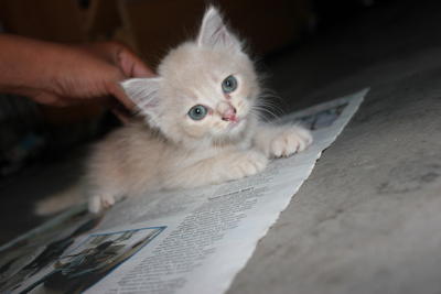 Peach - Domestic Short Hair Cat