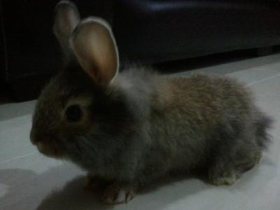 Mixed Angora - Angora Rabbit + Lionhead Rabbit